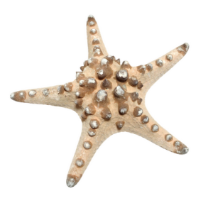 S�stjerne 15-18 cm pr. stk.