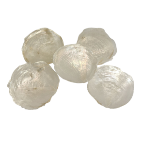 Capiz-skaller perlehvide 8-12 cm pr. s�t