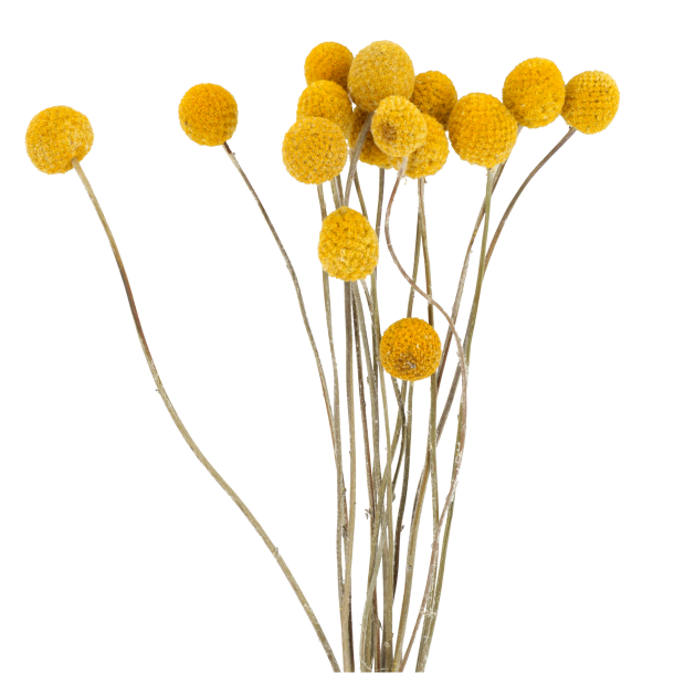 Trommestikker natur gul