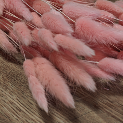 Lagurus t�rret lyser�d 50 gram