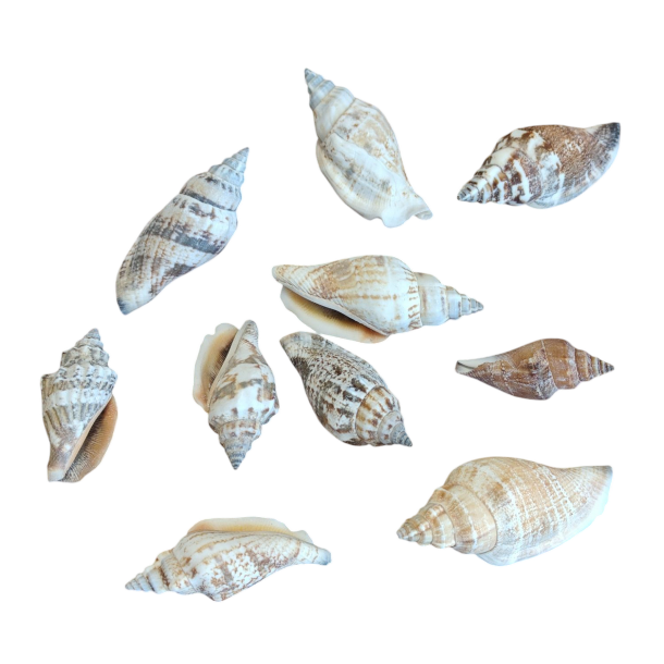 Konkylie-skal 10 stk. s�t