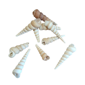 Turritella spiralskaller 10 stk. s�t