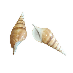 Konkylie-skal 5-11cm
