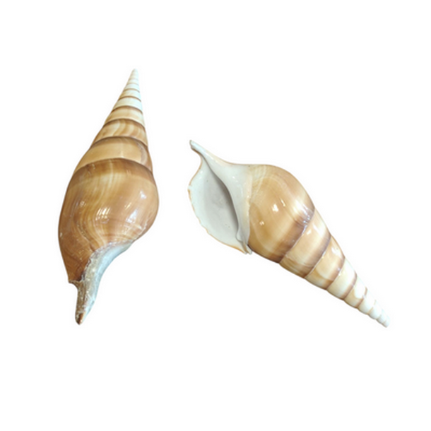 Konkylie-skal 5-11cm