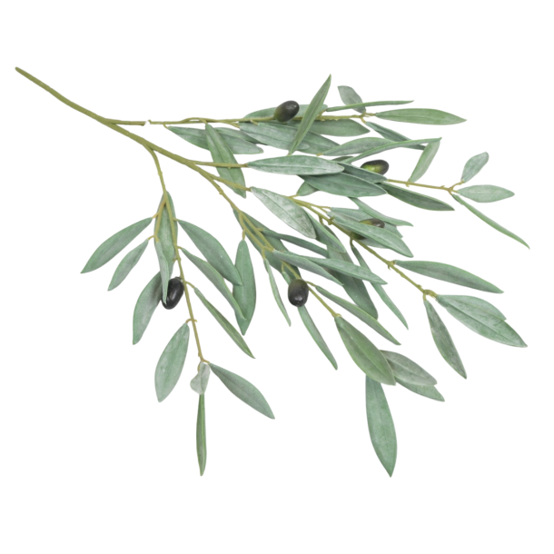 Oliven gren