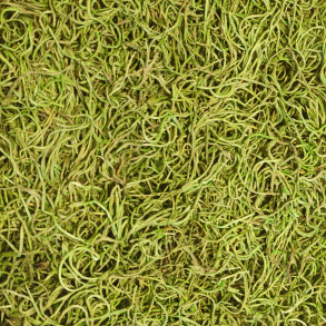 Tillandsia mos � 200 g mosgr�n