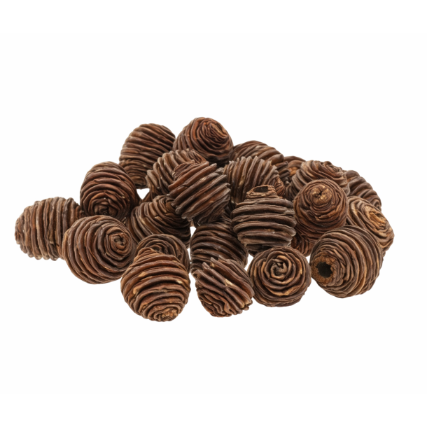 Platyspernum Natur � 5 stk