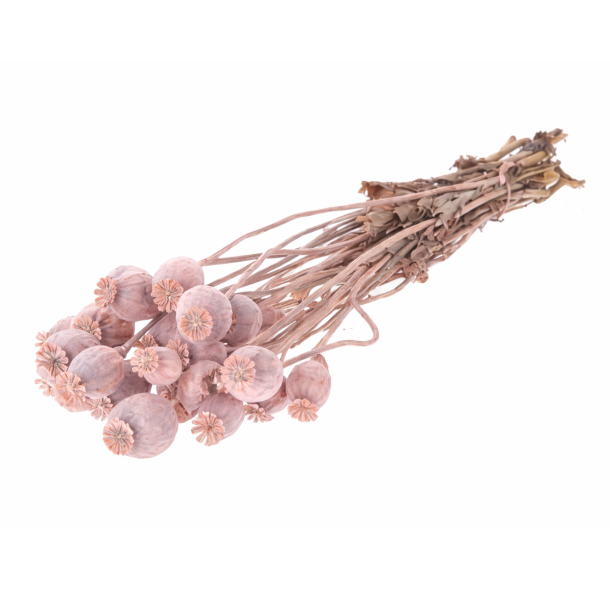 Valmue Bundt Old Pink � ca. 20 stk