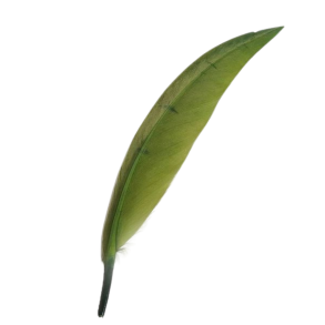 Gr�nne fjer 12�15 cm 10 stk.