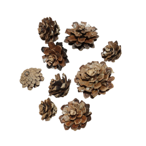 Kogleroser, bjergfyr natur � 120 stk.