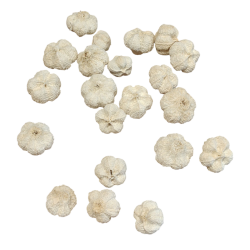 Afbleget paras fr�kapsel