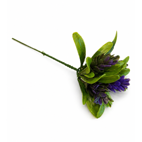 Sedum bl� � 22 cm