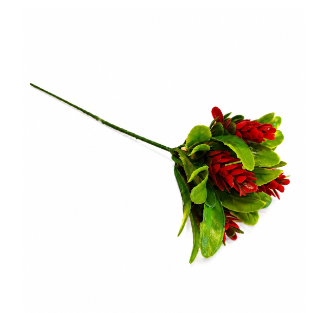 Sedum r�d � 22 cm