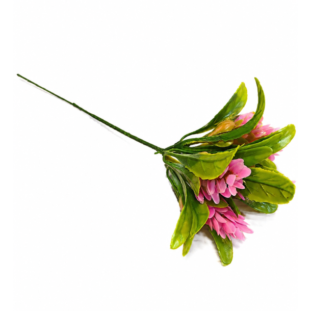 Sedum rosa � 22 cm