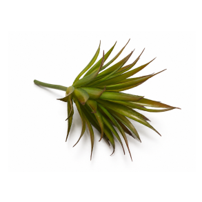 Sukkulent aloe � 18 cm