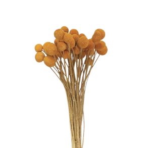 T�rret gule trommestikker bundt med ca. 40 stk.