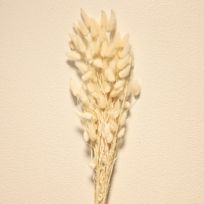 Lagurus t�rret hvid 50 gr