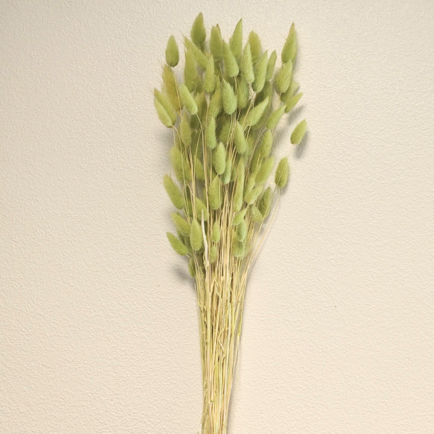 Lagurus t�rret lysegr�n 50 gr