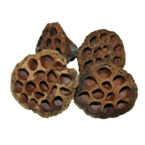 Lotus 6�8 cm 2. sortering � 50 stk