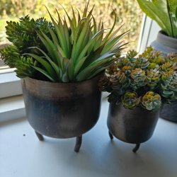 Sukkulent aloe � 18 cm