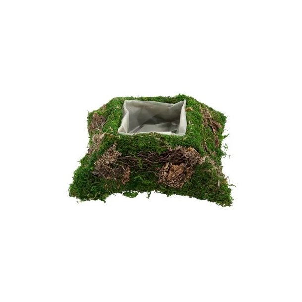 Klematis Mospude 20 cm 