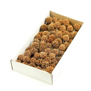 Sweetgum p� tr�d 100 stk. natur