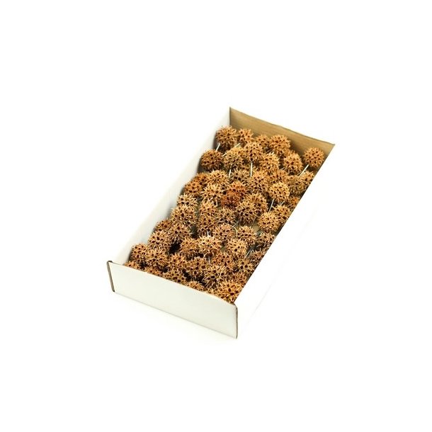 Sweetgum p� tr�d 100 stk. natur