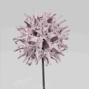 Sweetgum p� tr�d bromb�r