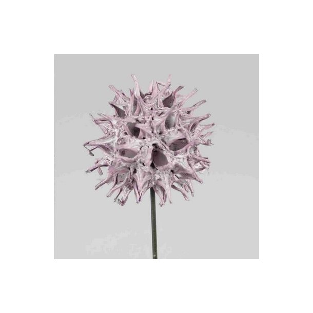 Sweetgum p� tr�d bromb�r