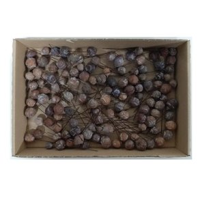 Estrelinia p� tr�d 125 stk. natur