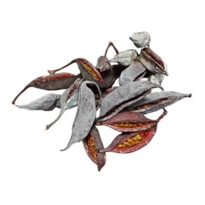 Fr�kapsler fra Brachichiton mix