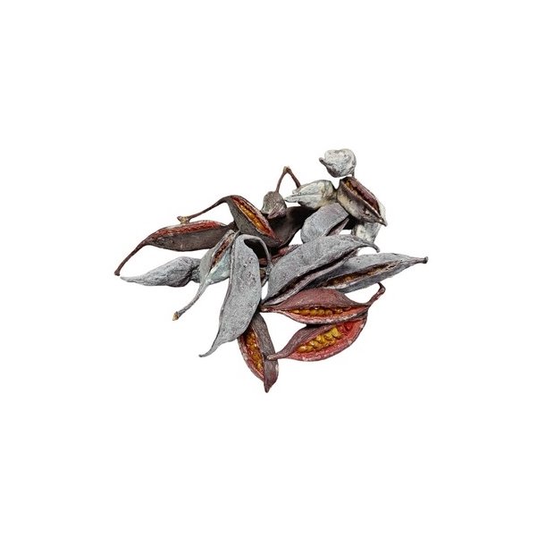 Fr�kapsler fra Brachichiton mix