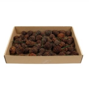 Platyspernum Kogler p� tr�d 50 stk