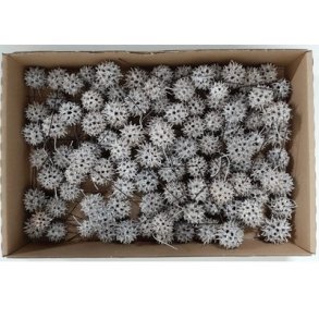 Sweetgum p� tr�d 100 stk. hvidvasket