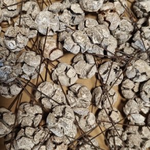 Cypres Kogle p� tr�d hvidvasket 100 stk.