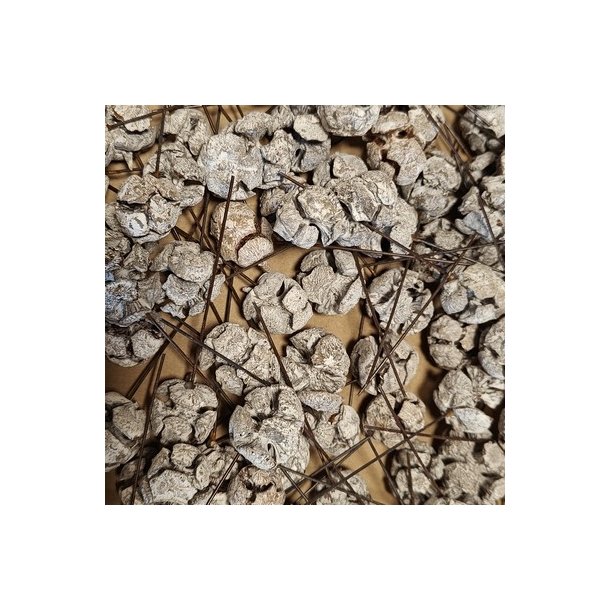 Cypres Kogle p� tr�d hvidvasket 100 stk.