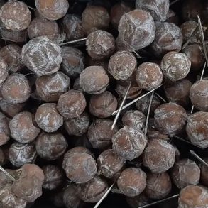 Estrelinia p� tr�d 125 stk. hvidvasket