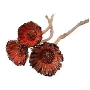 Protea Rosette frost r�d