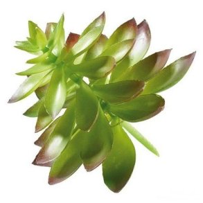 Sukkulent gr�n-r�d