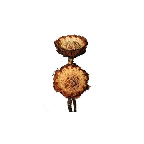 Protea Susanne Rosette natur