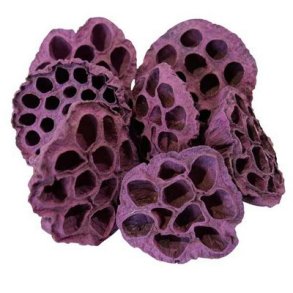 Lotus enkelt 6-8 cm bromb�r.