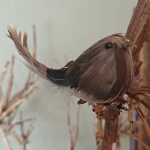 Fugl med klemme Bl�