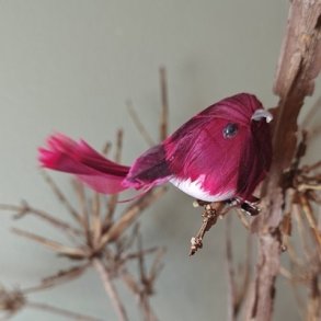 Fugl med klemme Kirseb�r