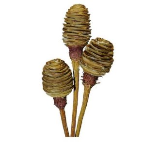 Platyspernum Kogler p� stilk creme