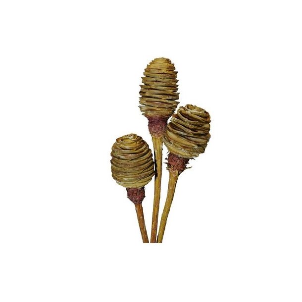 Platyspernum Kogler p� stilk creme