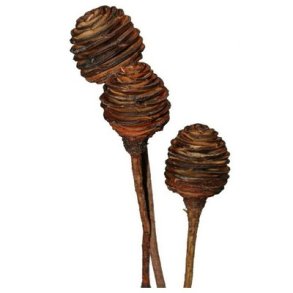 Platyspernum Kogler p� stilk