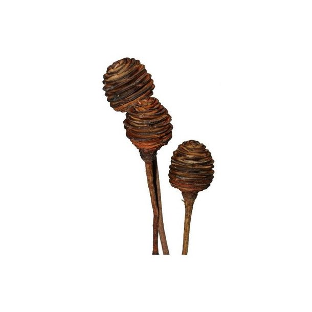 Platyspernum Kogler p� stilk