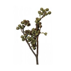 Eucalyptus p� stilk