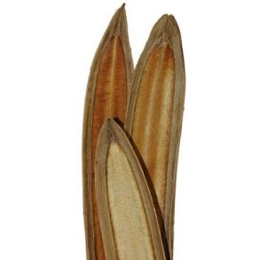 T�rret oroxylum indicum.