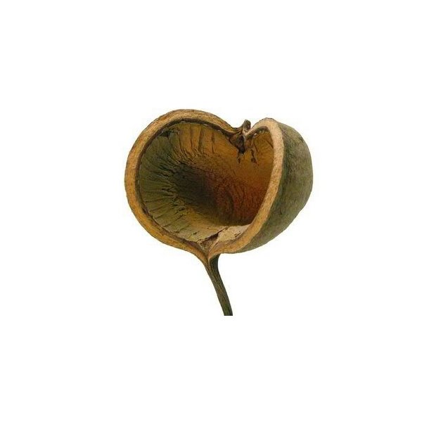 Buddha nuts natur p� stilk.